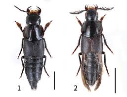 Attēlu rezultāti vaicājumam “Quedius dilatatus”