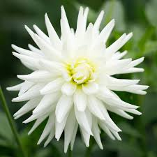 Image result for Dahlia hybrid.