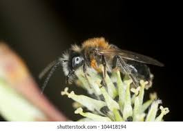 Attēlu rezultāti vaicājumam “Meloe sp. larva”