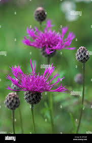 Attēlu rezultāti vaicājumam “Centaurea scabiosa bud”