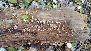 Attēlu rezultāti vaicājumam “Lycogala exiguum aggr. young”