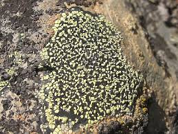 Attēlu rezultāti vaicājumam “Rhizocarpon geographicum”