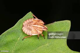 Attēlu rezultāti vaicājumam “Graphosoma lineatum nymph”