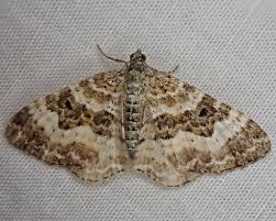 Attēlu rezultāti vaicājumam “Epirrhoe”