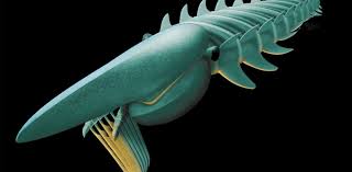 Attēlu rezultāti vaicājumam “Anogcodes melanurus”