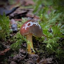 Attēlu rezultāti vaicājumam “Scoliciosporum chlorococcum”