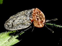 Attēlu rezultāti vaicājumam “Oiceoptoma thoracicum”