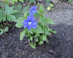 Image result for Browallia speciosa