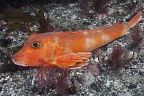 Image result for Chelidonichthys cuculus