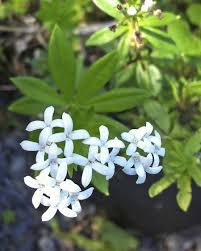 Attēlu rezultāti vaicājumam “Galium schultesii flower”