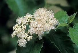 Attēlu rezultāti vaicājumam “Adoxaceae”