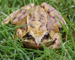 Attēlu rezultāti vaicājumam “Rana temporaria adult”