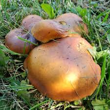 Attēlu rezultāti vaicājumam “Suillus luteus”