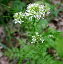Attēlu rezultāti vaicājumam “Cardamine impatiens flower”