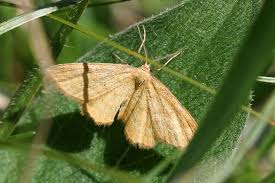 Attēlu rezultāti vaicājumam “Idaea serpentata”