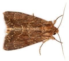 Attēlu rezultāti vaicājumam “Apamea monoglypha”