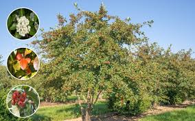 Attēlu rezultāti vaicājumam “Crataegus persimilis”