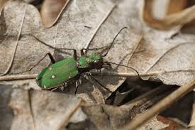 Attēlu rezultāti vaicājumam “Cicindela campestris imago”