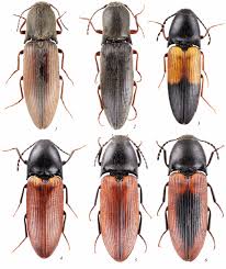 Attēlu rezultāti vaicājumam “Elateridae”