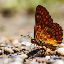 Attēlu rezultāti vaicājumam “Euphydryas maturna larva”