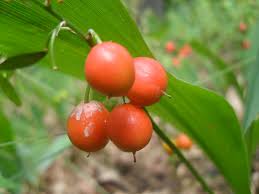 Attēlu rezultāti vaicājumam “Convallaria majalis fruit”