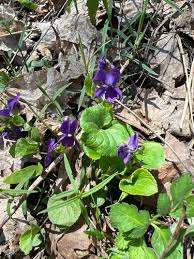 Attēlu rezultāti vaicājumam “Viola rupestris leaf”