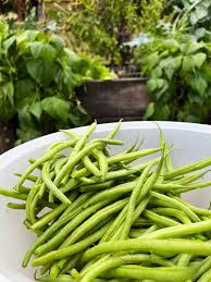 Image result for Buschbohnen