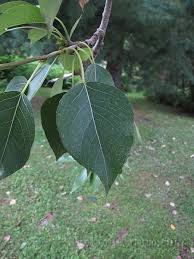 Attēlu rezultāti vaicājumam “Populus laurifolia”