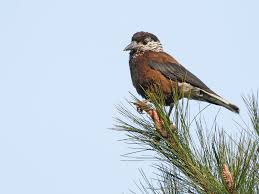 Attēlu rezultāti vaicājumam “Nucifraga caryocatactes adult”