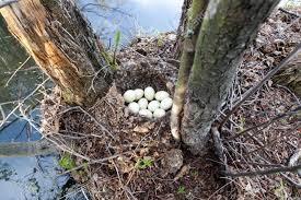 Attēlu rezultāti vaicājumam “Anas platyrhynchos eggs”