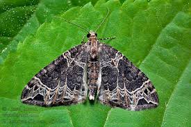 Attēlu rezultāti vaicājumam “Ecliptopera silaceata”