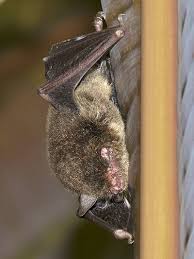 Attēlu rezultāti vaicājumam “Myotis sp.”
