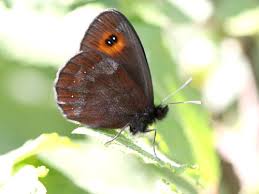 Attēlu rezultāti vaicājumam “Erebia aethiops underside”