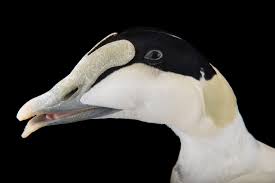 Attēlu rezultāti vaicājumam “Somateria mollissima male”