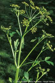 Attēlu rezultāti vaicājumam “Pastinaca sativa subsp. sylvestris leaf”