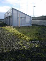 Attēlu rezultāti vaicājumam “Racomitrium canescens sporophyte”