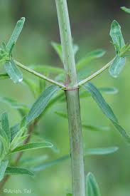 Attēlu rezultāti vaicājumam “Hypericum perforatum bud”