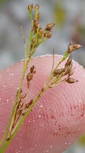 Attēlu rezultāti vaicājumam “Blasia pusilla sporophyte”