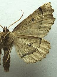 Attēlu rezultāti vaicājumam “Odontopera bidentata”