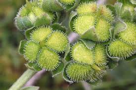 Attēlu rezultāti vaicājumam “Cynoglossum officinale fruit”