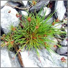 Attēlu rezultāti vaicājumam “Juncus bulbosus”