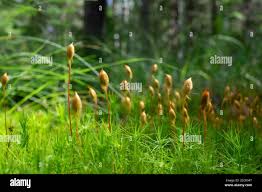 Attēlu rezultāti vaicājumam “Polytrichum commune sporophyte”