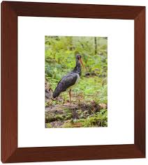 Attēlu rezultāti vaicājumam “Ciconia nigra adult”