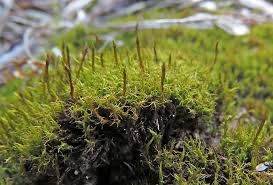 Attēlu rezultāti vaicājumam “Octospora splachnophila”