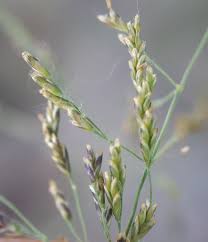 Attēlu rezultāti vaicājumam “Puccinellia distans”