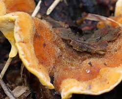 Attēlu rezultāti vaicājumam “Stereum hirsutum”