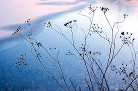 Attēlu rezultāti vaicājumam “Umbelliferae”