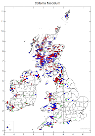 Attēlu rezultāti vaicājumam “Collema flaccidum”