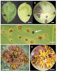 Attēlu rezultāti vaicājumam “Petractis sp.”