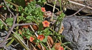 Image result for Anagallis arvensis